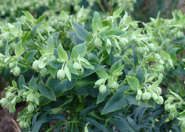  Image name: elleboro comune4.jpg 
 width: 600 pixel 
 height: 431 pixel 
 Size: 79900 bytes 
 Click to enlarge 